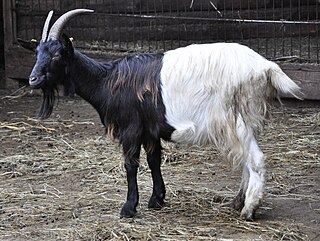 Valais Blackneck Swiss breed of goat