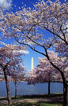 Cerejeiras junto à lagoa "Tidal Basin", em Washington, D.C