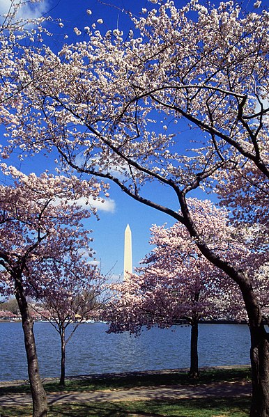 File:Washington C D.C. Tidal Basin cherry trees.jpg