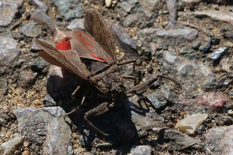 nepidae water scorpion