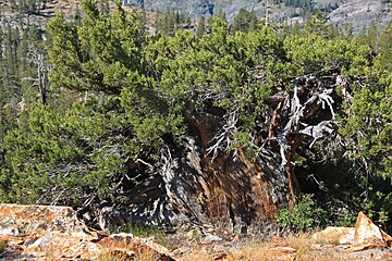 krummholz at 9,000 ft (2,700 m) along Pacific Crest Trail