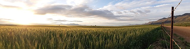 A wheat field near Porterville in the Bergriver Municipality. Wheat is a common agricultural crop in the area.