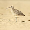 Whimbrel, Kurnell, New South Wales, Australia