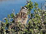 Thumbnail for File:White-crowned sparrow (37349).jpg