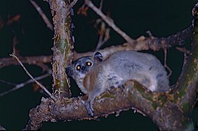 White-footed Sportive Lemur (Lepilemur leucopus) (9598776537).jpg
