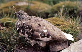 Un lagopède à queue blanche, en été, dans l'Alberta.