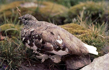 Tập_tin:White-tailed_Ptarmigan,_Rocky_Mountains,_Alberta.jpg