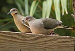 Thumbnail for File:White-tipped Dove Tex.jpg