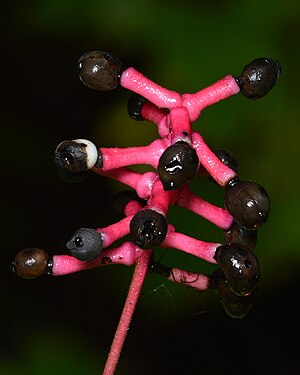 White Baneberry (Actaea pachypoda)