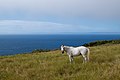 Image 378White horse on a field overlooking the ocean, Santa Maria, Azores, Portugal