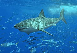 Lielā baltā haizivs (Carcharodon carcharias)