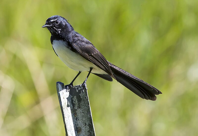 File:Willy Wagtail at Glasshouse Mountain-1 (9054632895).jpg