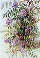 Wisteria frutescens (1901)