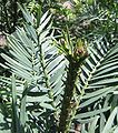 Wollemi Pine