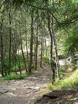 Woodland at the Falls of Bruar - geograph.org.uk - 34480