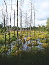Wurzacher-ried-dying-forest-2005.jpg