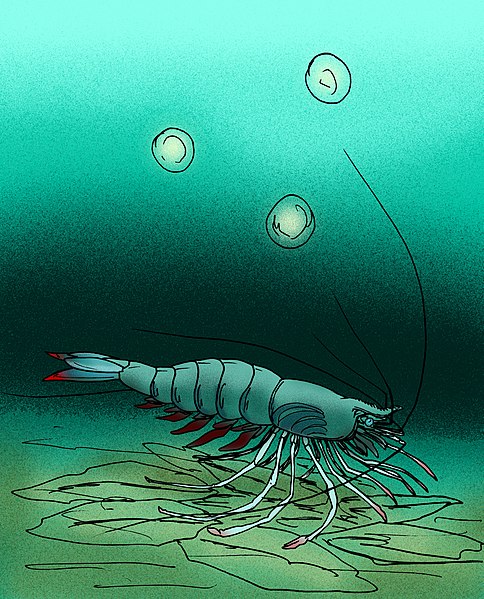 File:Xiaopenaeus electrinus.jpg