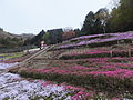 ヤマサ蒲鉾夢前工場の芝桜 (1)