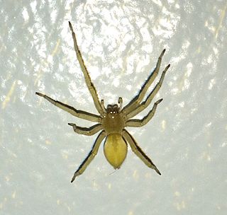 <i>Cheiracanthium inclusum</i> Species of spider