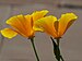 Yellow Poppy.jpg