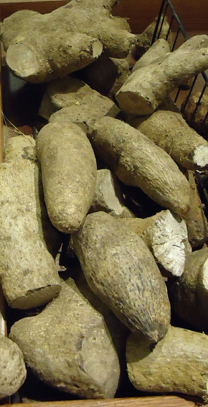 Yellow Guinea yam, plant