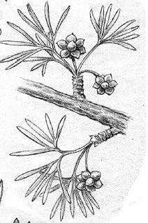 <i>Yimaia</i> Extinct genus of seed-bearing plants