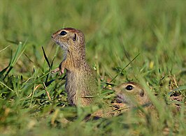 Popândău european (Spermophilus citellus)