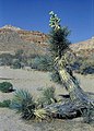 Yucca brevifolia fh 1182.99 CAL BB.jpg