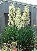 Yucca filamentosa.jpg