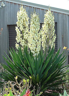 https://upload.wikimedia.org/wikipedia/commons/thumb/5/56/Yucca_filamentosa.jpg/290px-Yucca_filamentosa.jpg