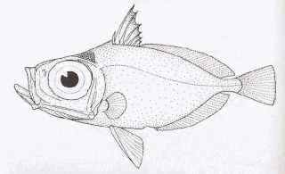 <span class="mw-page-title-main">Elongate dory</span> Species of fish