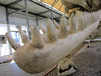 Sperm whale mandible "Baltic" sperm whale (mandible).jpg
