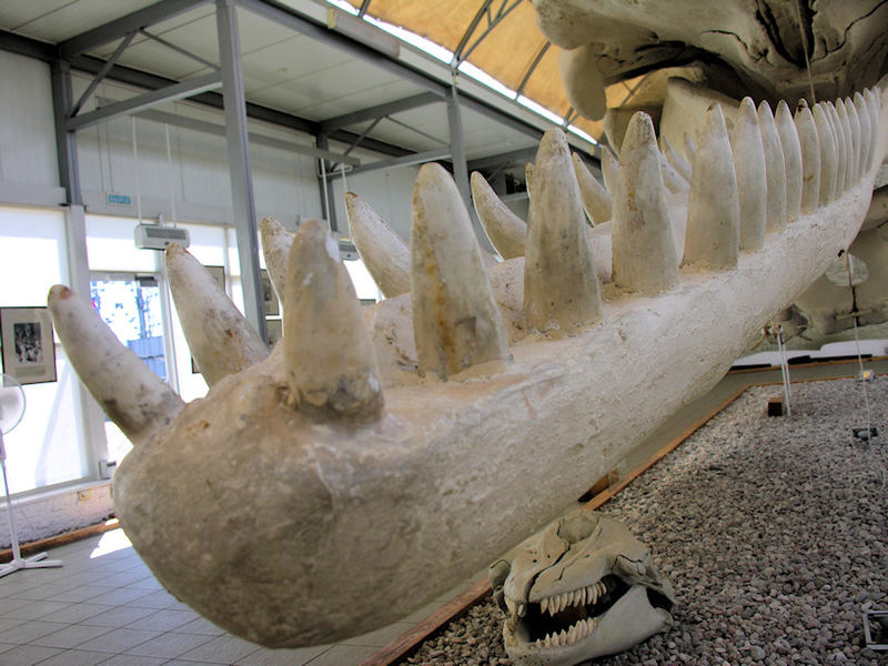 File:"Baltic" sperm whale (mandible).jpg