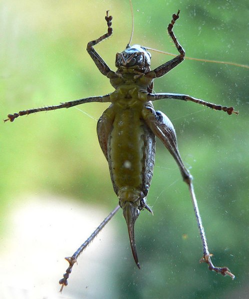 File:"Let me in" says the Dark Bush Cricket - geograph.org.uk - 975183.jpg