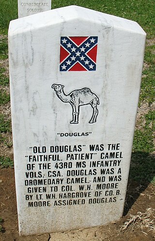 <span class="mw-page-title-main">Douglas the camel</span> Camel in the Confederate Army
