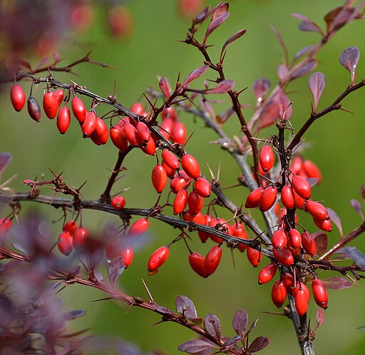 メギの実,(ms) Berberis thunbergii 1