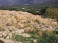 * Nomination Vasiliki archaeological site, Crete. --C messier 22:06, 1 February 2016 (UTC) * Promotion Good quality. --A.Savin 14:30, 3 February 2016 (UTC)