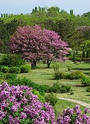 Kryvyi Rih Botanical Gardens of NAS