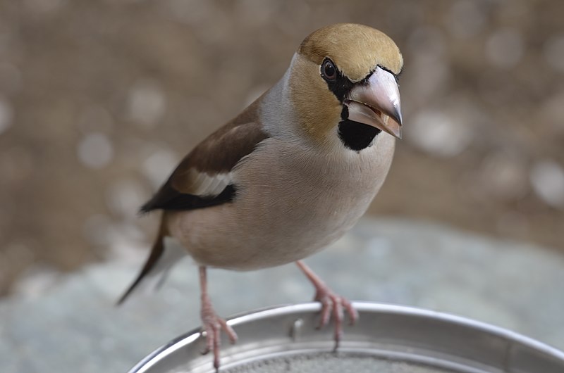 File:シメ（鴲）：鳥：雄：餌台のヒマワリを食べに来ました。２.JPG