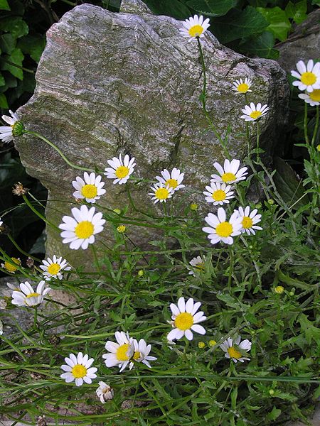 File:ノースポール 'North Pole'Leucanthemum paludosum 'North Pole' 6203292.jpg