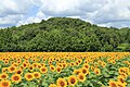 2021年5月19日 (水) 04:14時点における版のサムネイル