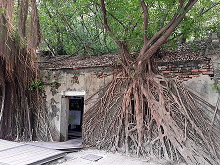 Banyan trees reclaiming a historic building in Tainan
