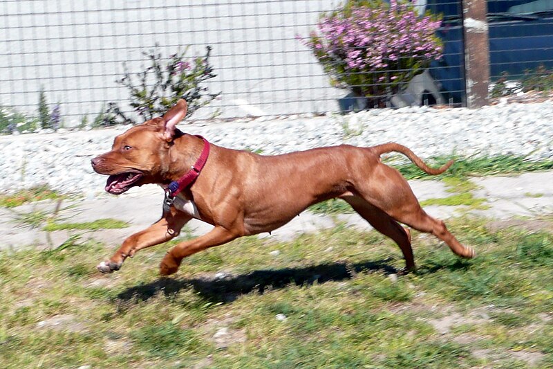 File:005 American Pit Bull Terrier.jpg