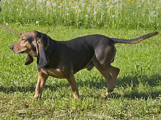 <span class="mw-page-title-main">Bruno Jura Hound</span> Dog breed