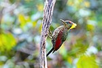 Thumbnail for Crimson-winged woodpecker