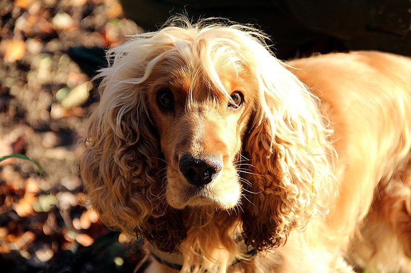 File:0 Bill - Cocker spaniel anglais (3).JPG