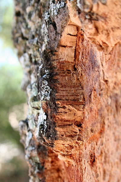 Quercus suber (cork oak) bark, Portugal