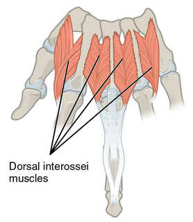 <span class="mw-page-title-main">Dorsal interossei of the hand</span> Muscles between the metacarpals