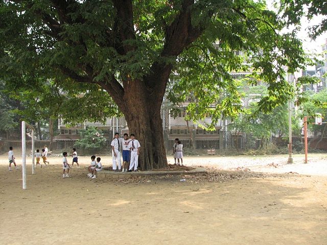 Backgarden's oldest tree