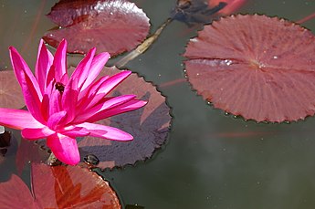 345px-2007_nymphaea_rubra.jpg